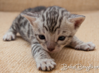 Bengal silber rosetted